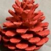 red_pine